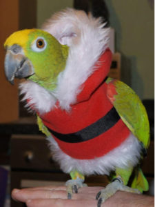 Infocore Connect: Holiday Pet Costume Contest
